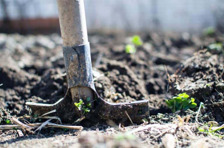 Enjoy a PestFree Yard A Complete Guide to Ground Mole Removal Trap
