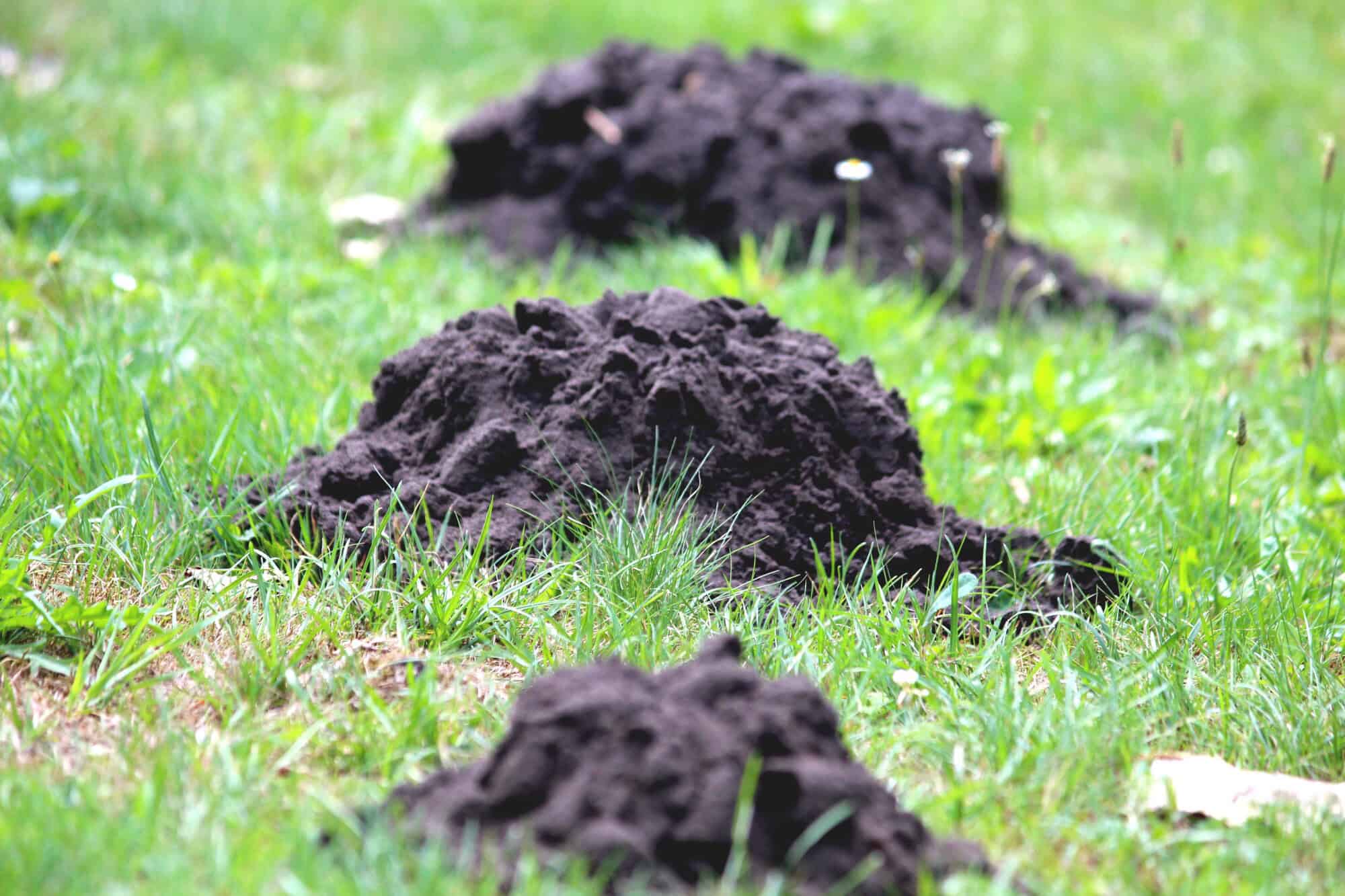 What Does a Ground Mole Look Like?