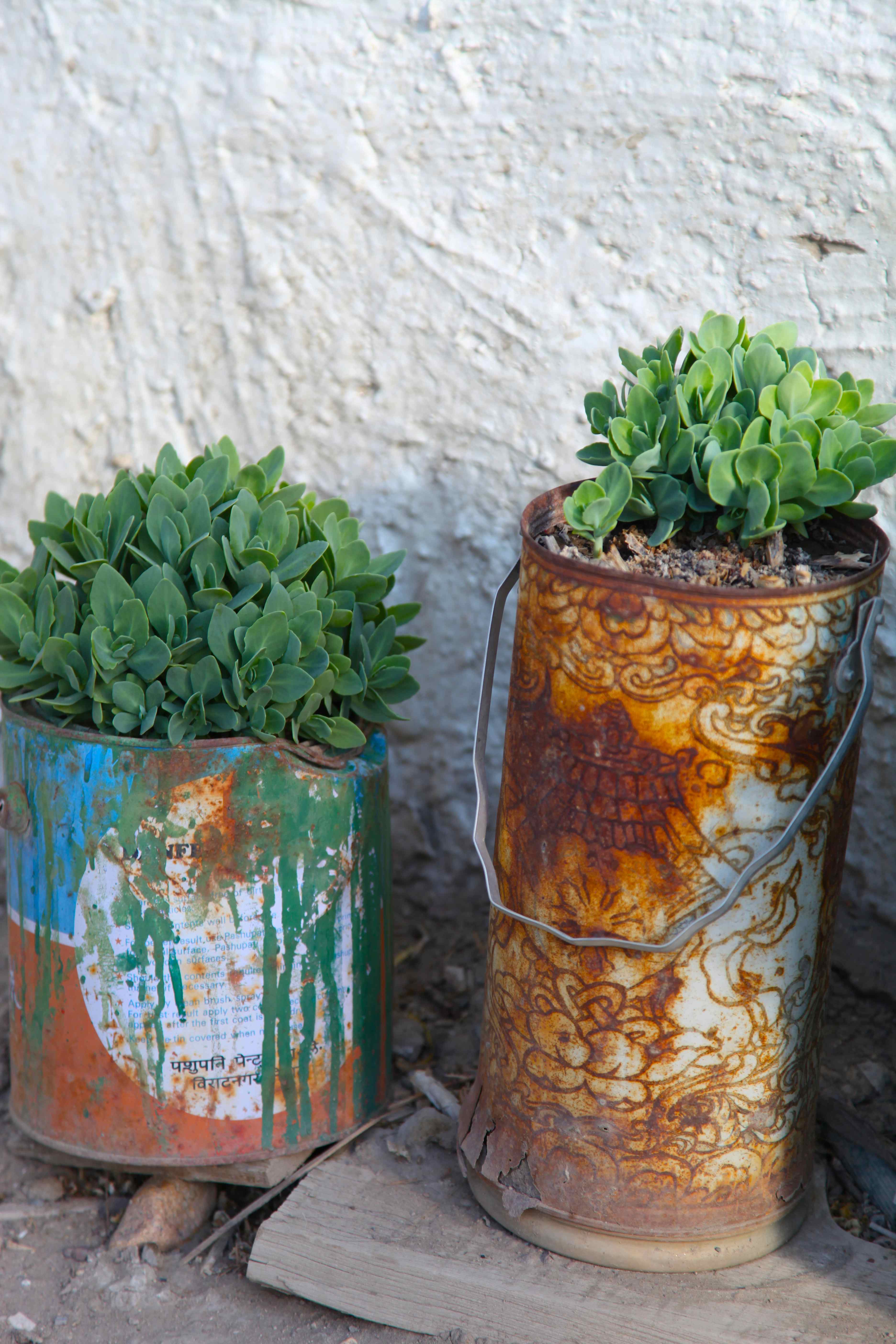 5 DIY Planters From the Himalaya Trash Backwards Blog