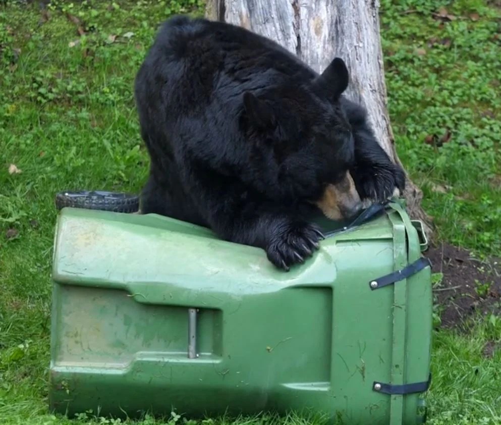 Ultimate Bear Proof Trash Can Locks Bear Resistant Garbage Locks
