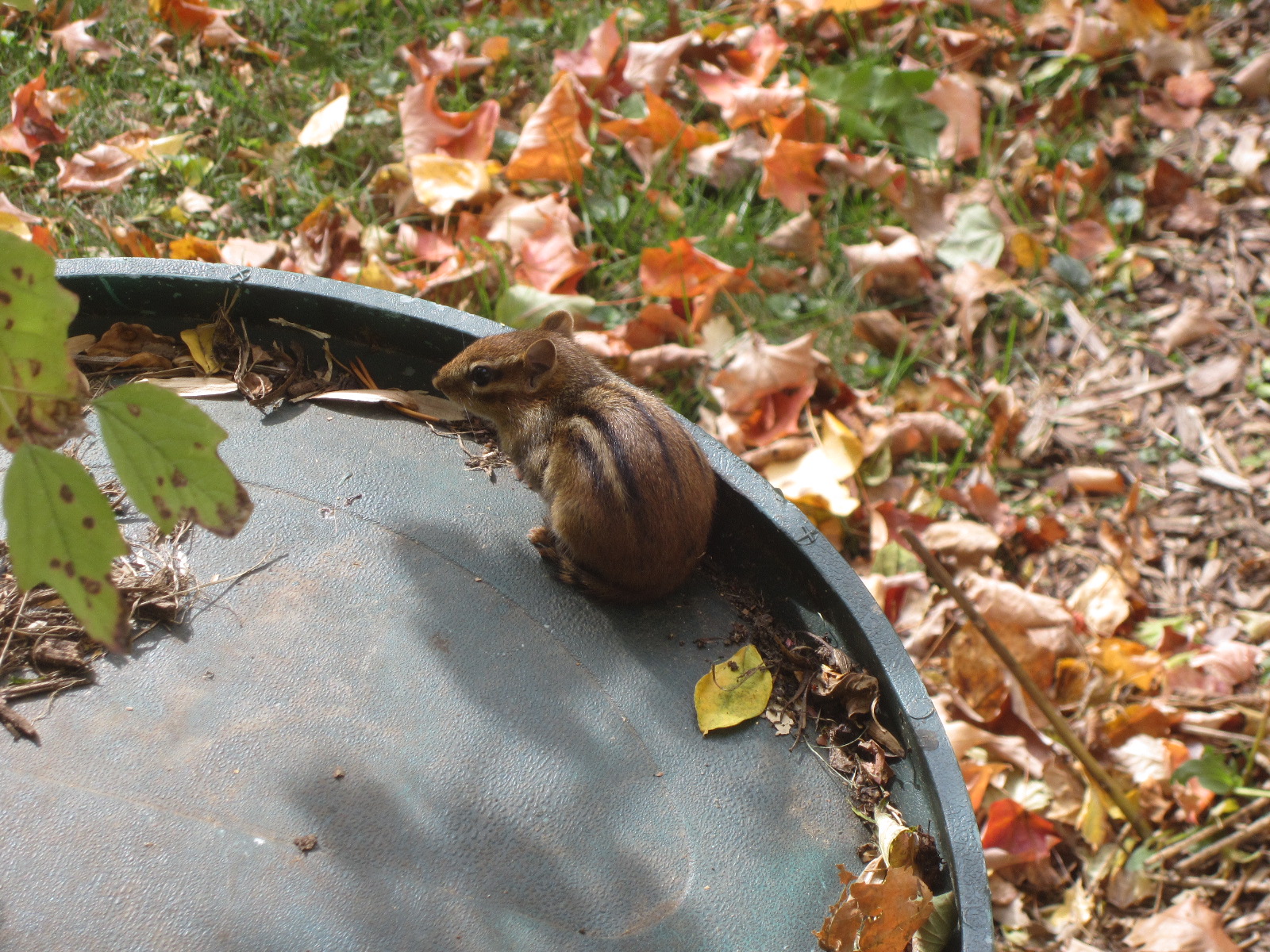 Composting my Rose Petal Collection