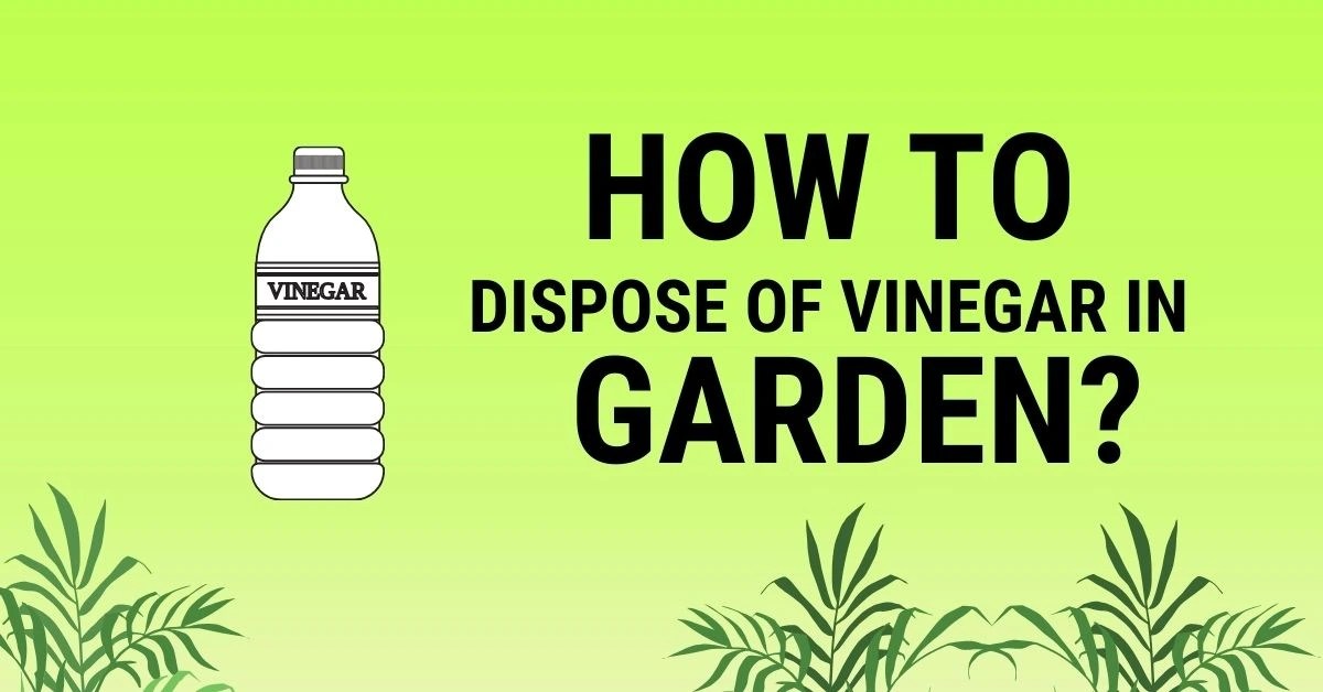 How to Dispose of Vinegar? Ultimate Guide Trash Wizard