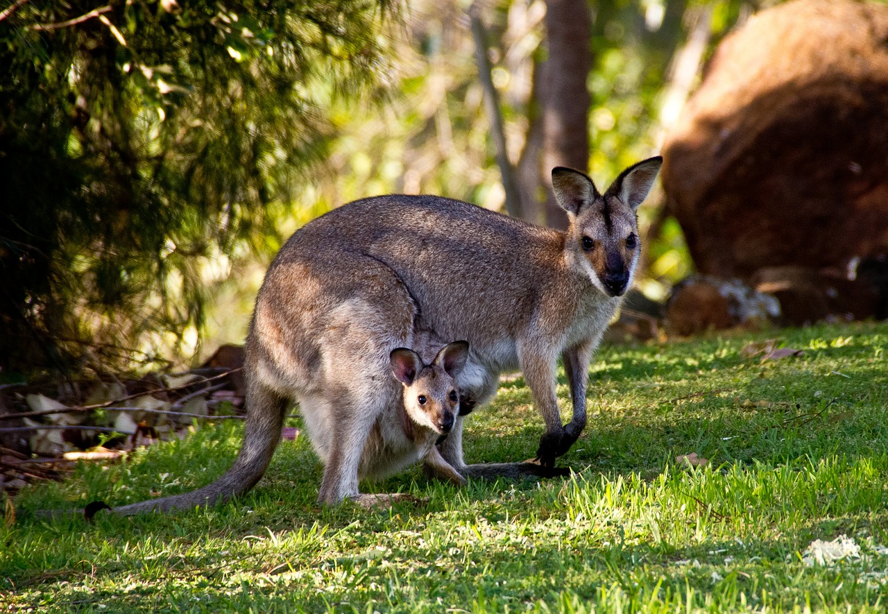 Exploring Australia, the ‘Land down under’ Travco Holidays