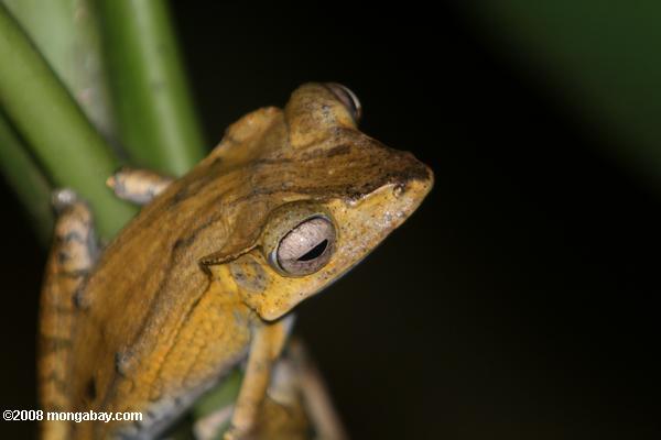 Katak Pohon Coklat Muda
