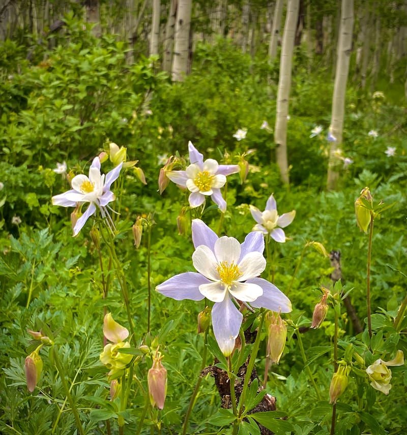 Crested Butte Trails Woods Walk