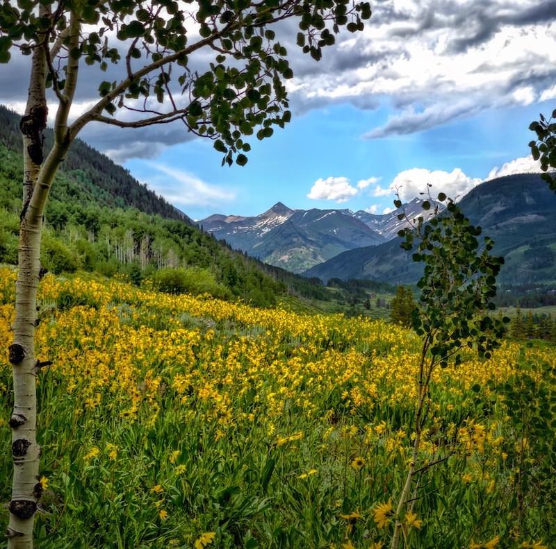 Crested Butte Trails Woods Walk
