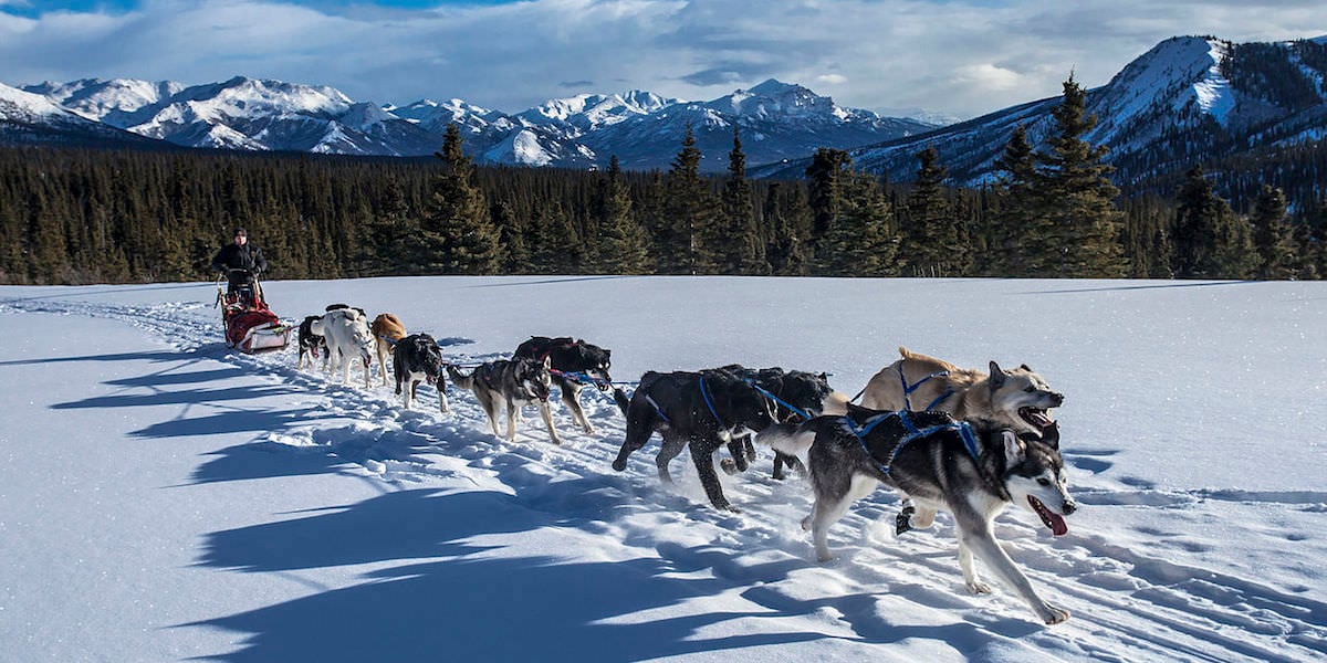 Crested Butte Dog Sledding Travel Crested Butte