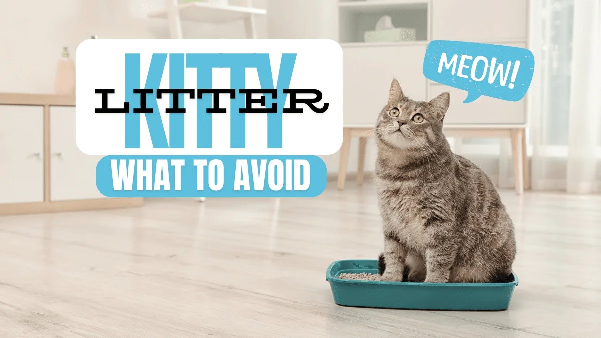 7 Things to Avoid When It Comes to Kitty Litter: A Guide for Cat Owners