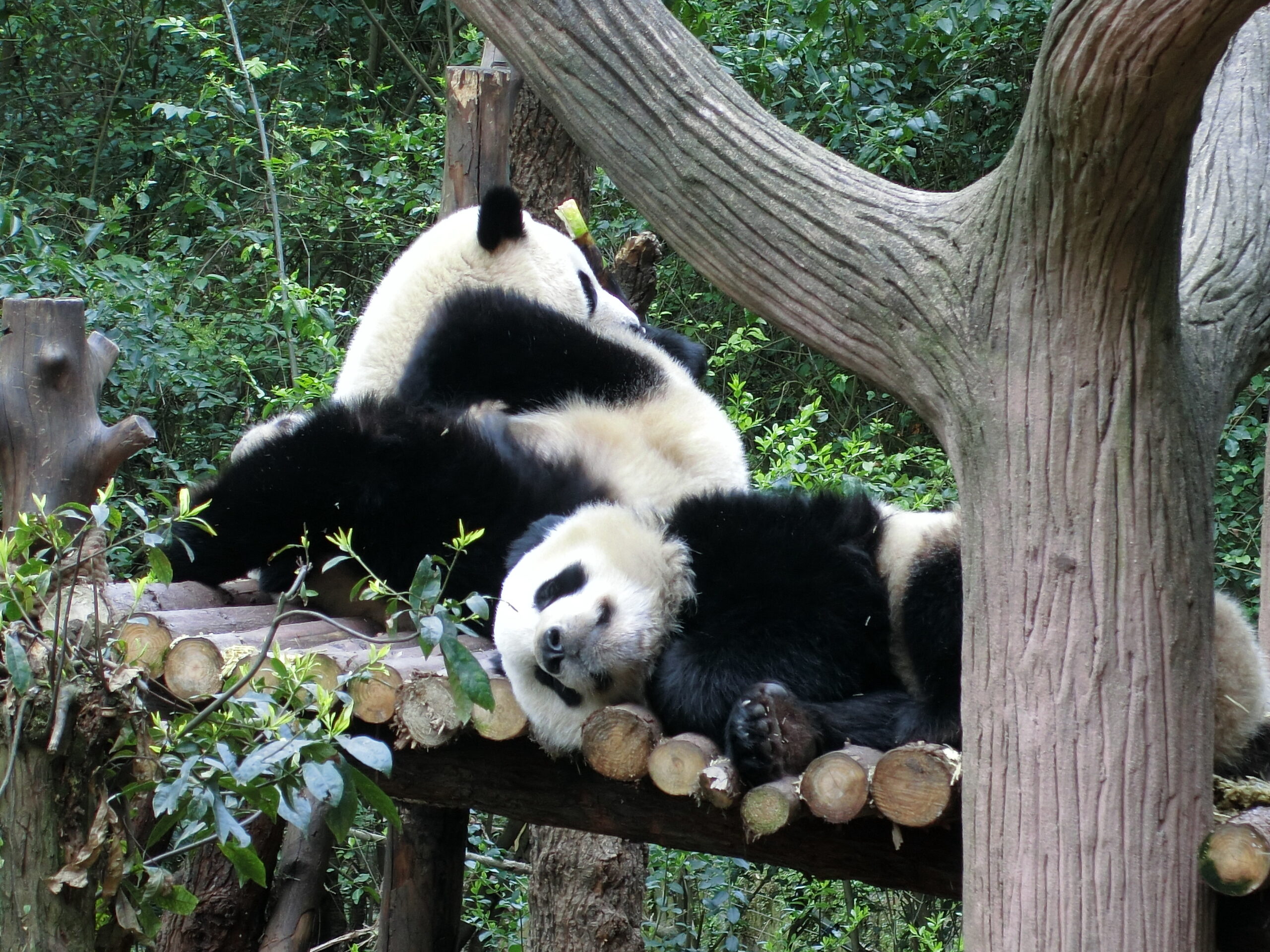 中国観光_成都パンダ繁殖研究基地がパンダだらけ