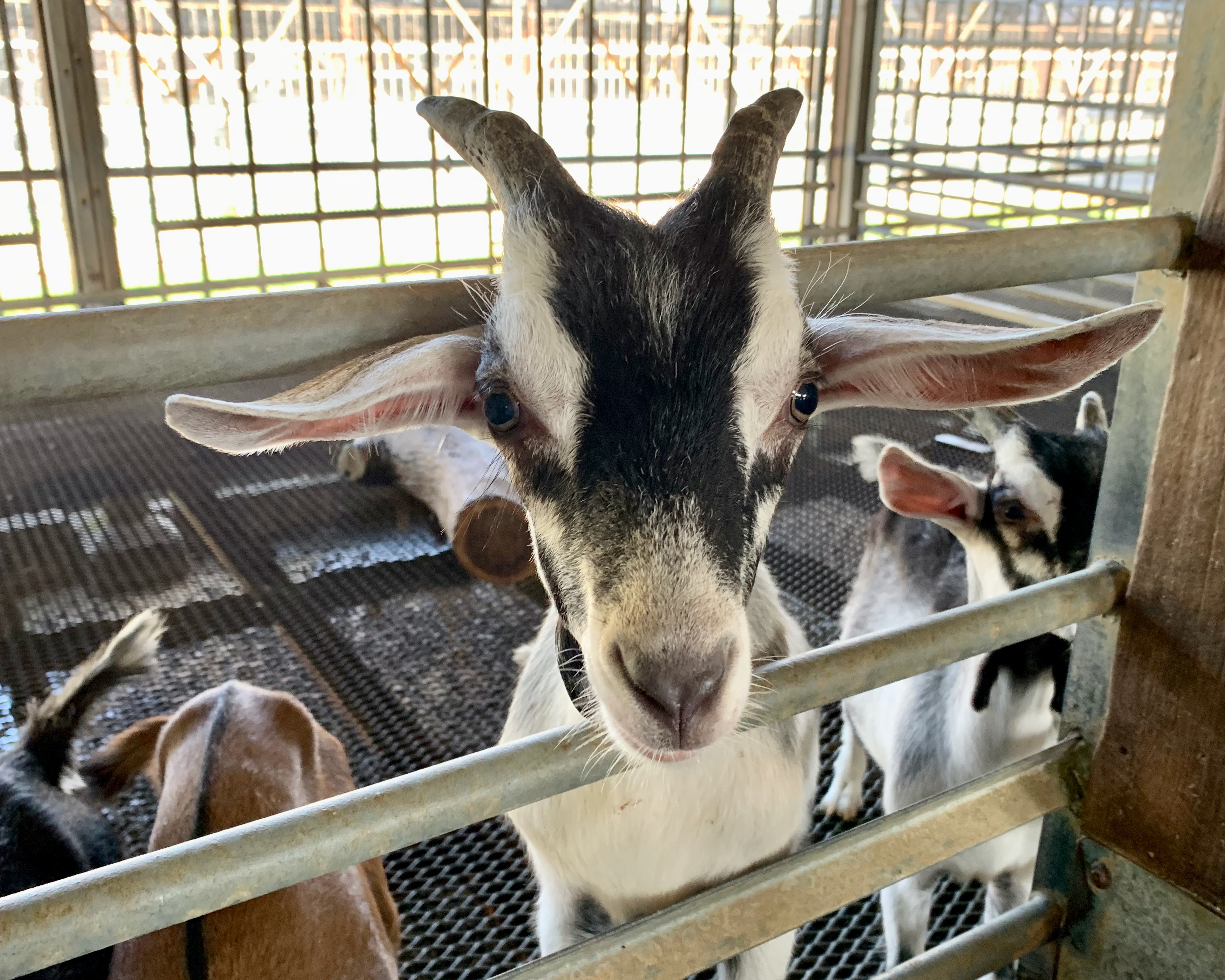Goat Farm For Sale In Malaysia redsatur