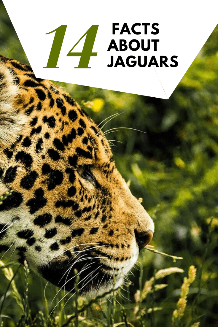 Top 14 Interesting Facts About Jaguars Travel ExpertaTravel Experta
