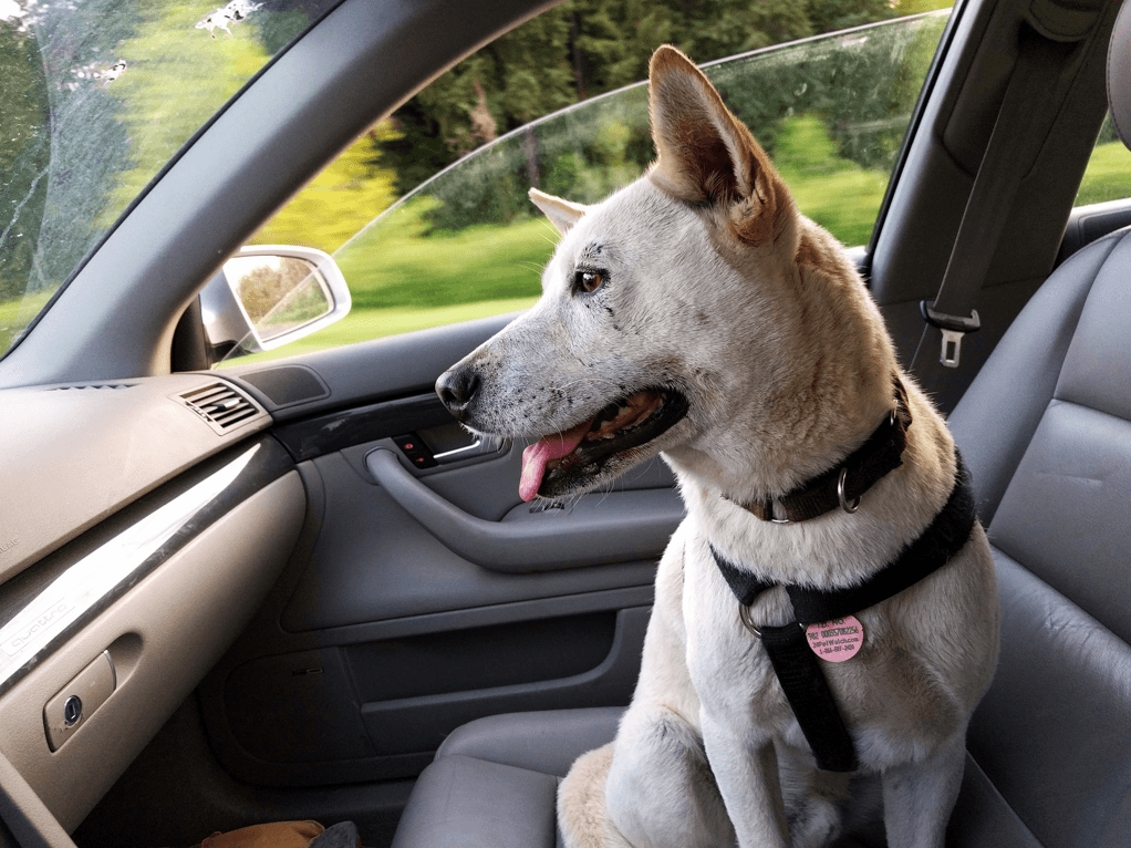 Traveling with Your Dog Tips to Make it Safe and FunTravel Experta
