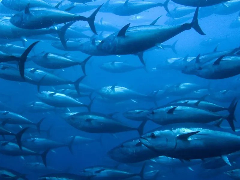 A Beginner's Guide to Bluefin Tuna Fishing in Northeast Atlantic