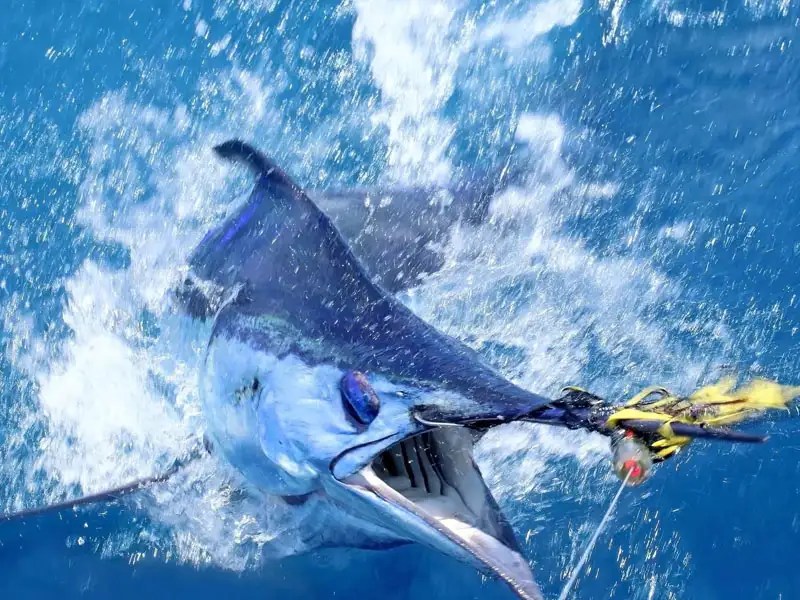 Best Blue Marlin Fishing Destinations Travelfish