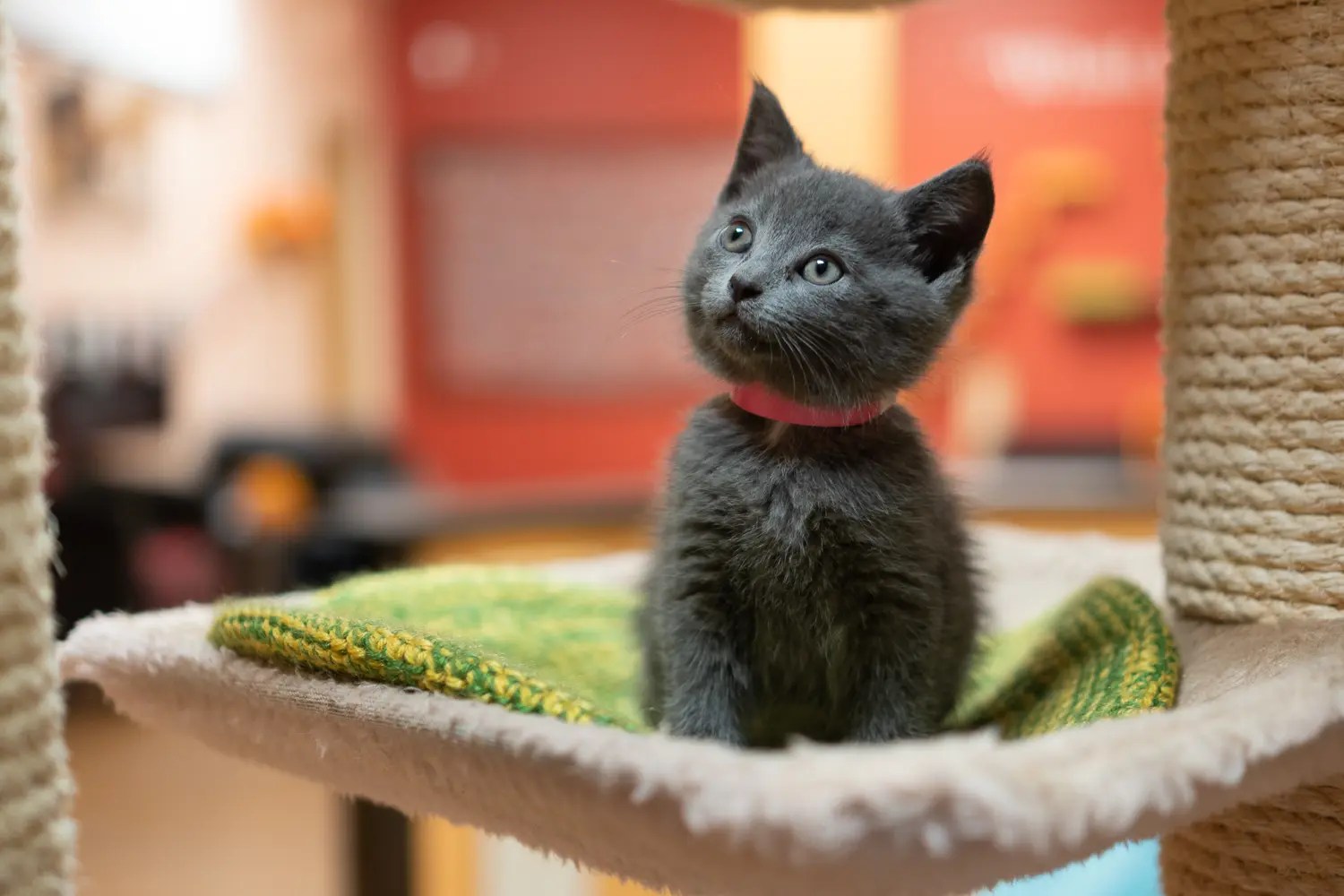 Tiny Lions in Ann Arbor is changing feline lives, one paw at a time