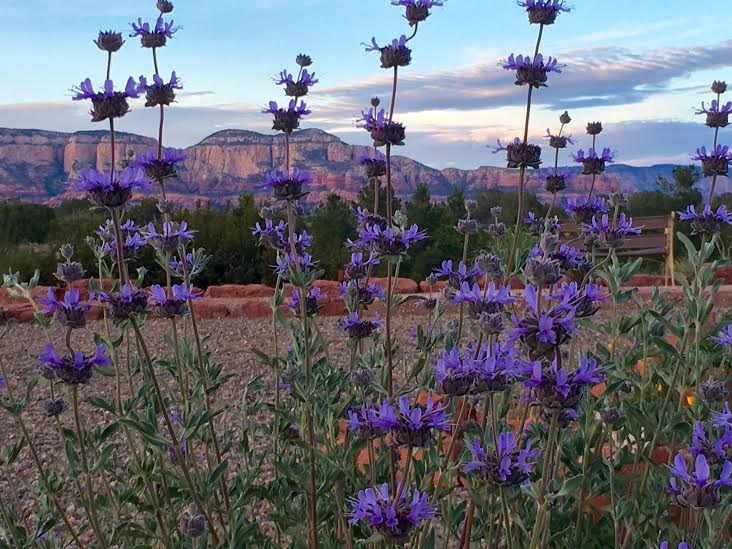 sedona flowers TravelingRecipes