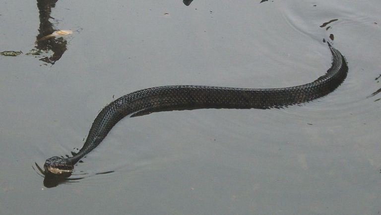 My Swimming With Snakes Dream Seeing the World