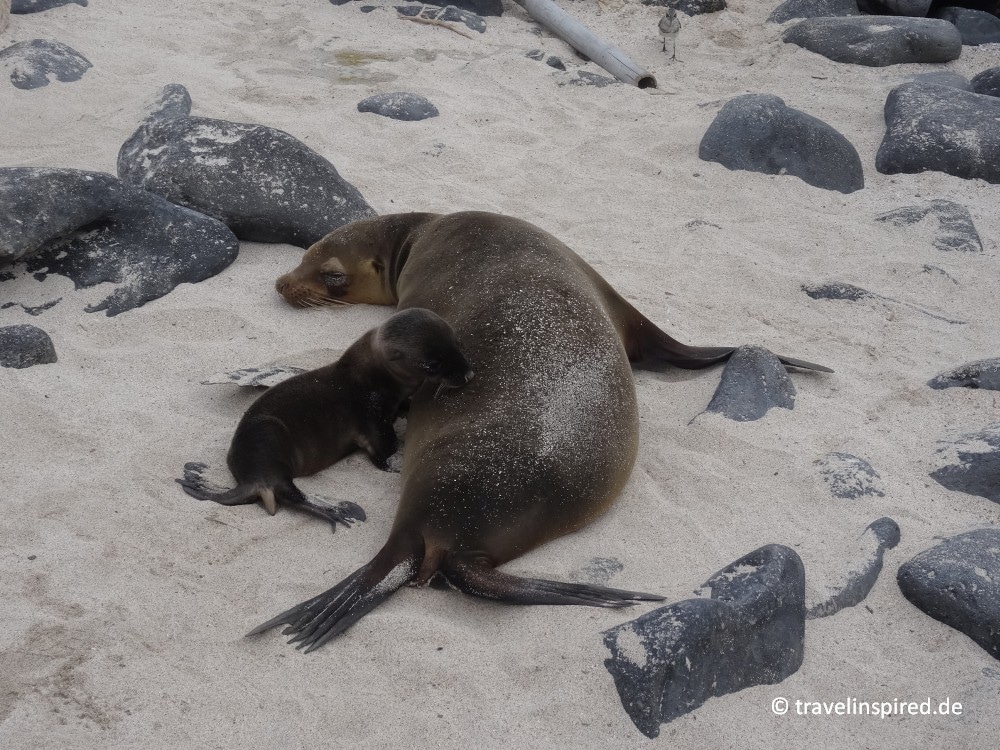 Tiere auf Galápagos Meerechsen, Leguane & Co Travelinspired
