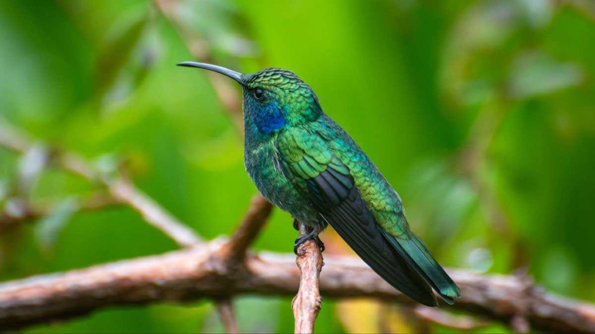 37 Costa Rica Animals (A Wildlife Guide)