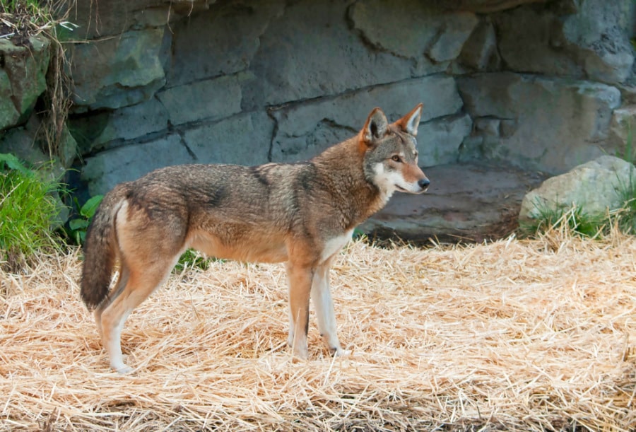 33 Best Things to Do in North Carolina in 2023 (By a Local) Travel