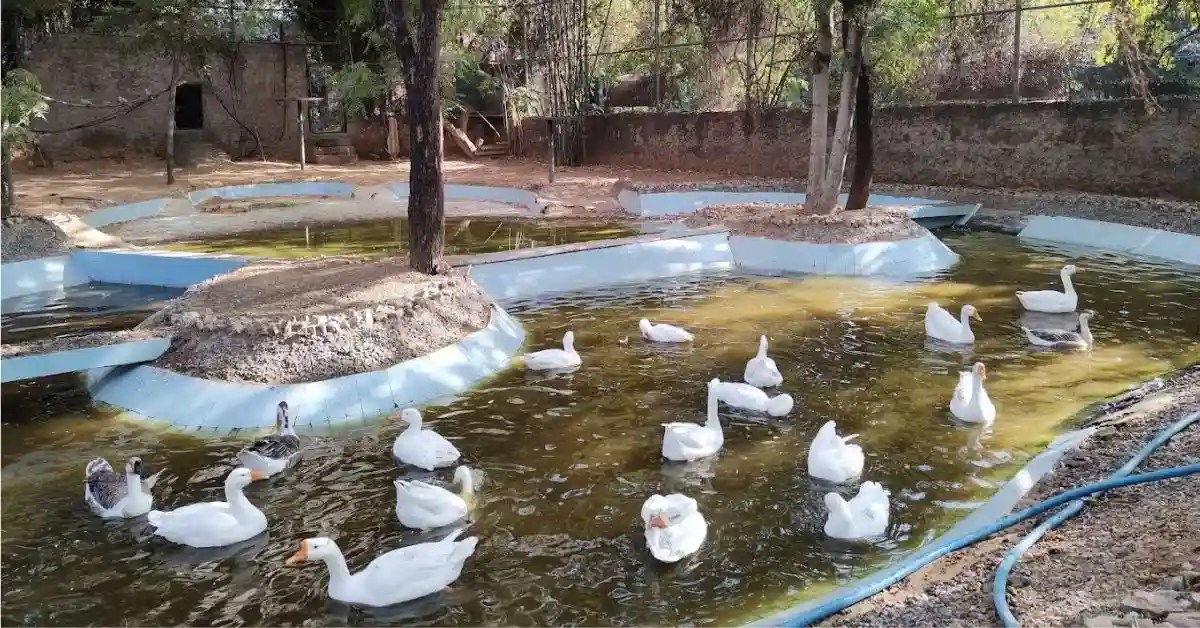 Jaipur Zoo Timings, Ticket Price, Photos, History, Online Ticket