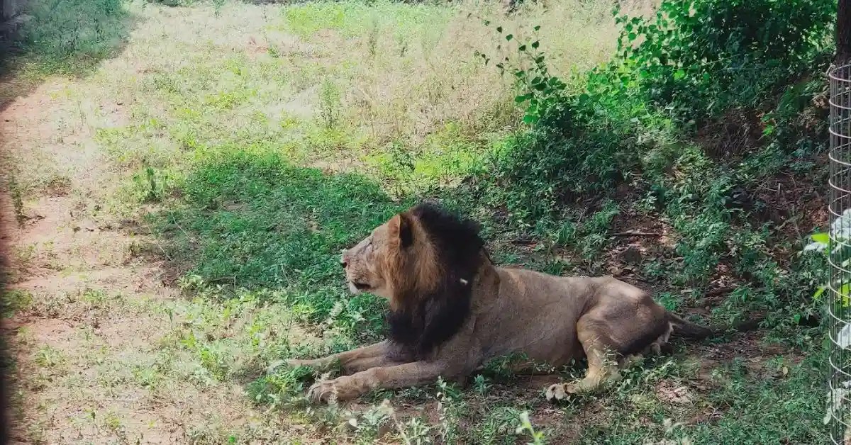 Vandalur Zoo Chennai Ticket Price, Timings, Photos, Opening Time