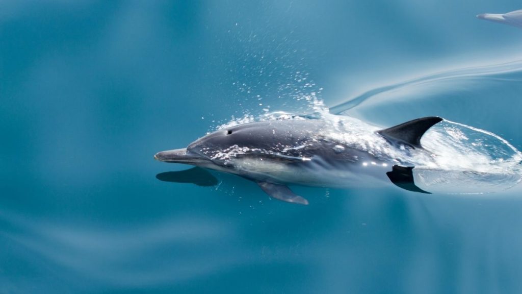 Where To See Dolphins In North Carolina Complete Guide Traveller's