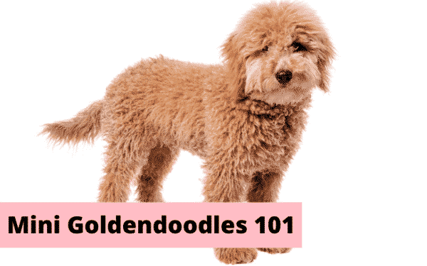 Mini Goldendoodles Aren't For Everybody [Facts, Breed Info + Pictures]
