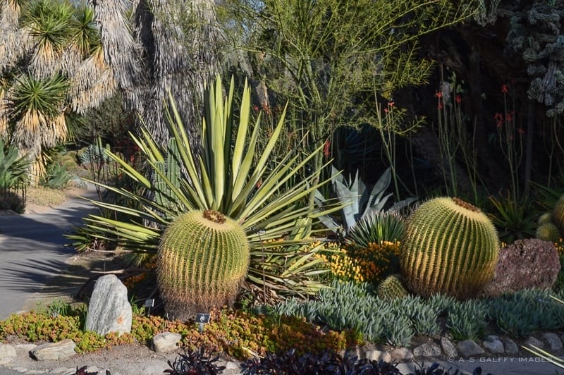 How to Spend a Free Day at the Huntington Gardens in Pasadena