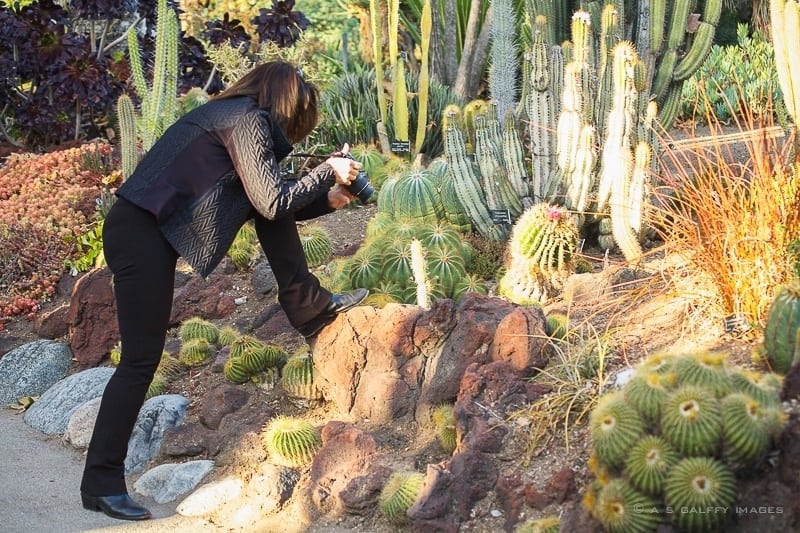 How to Spend a Free Day at the Huntington Gardens in Pasadena