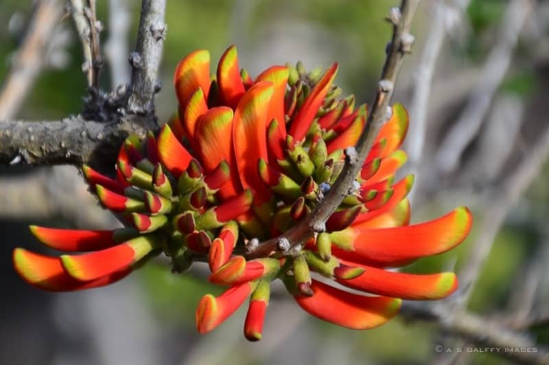 How to Spend a Free Day at the Huntington Gardens in Pasadena