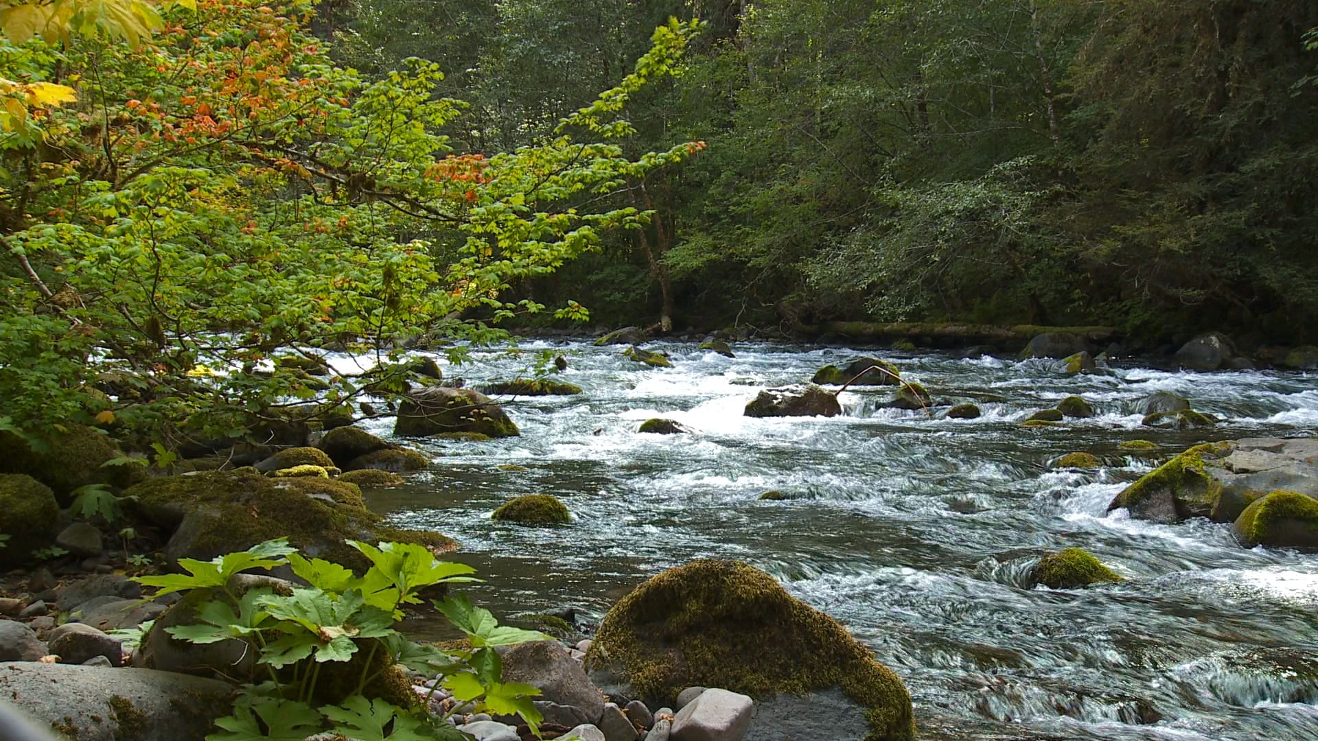 McKenzie Bridge, OR Travel Oregon