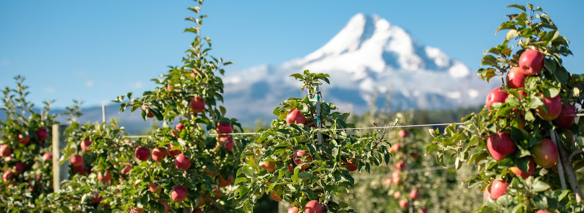 Guide to Oregon’s Juicy Autumn Apples Travel Oregon