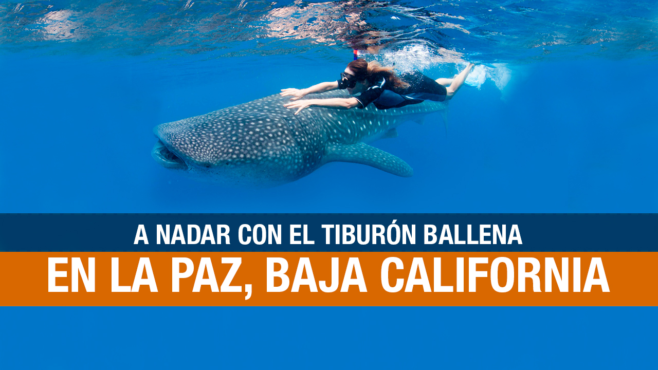 Cuándo y dónde se puede ver ballenas en México Travel Report