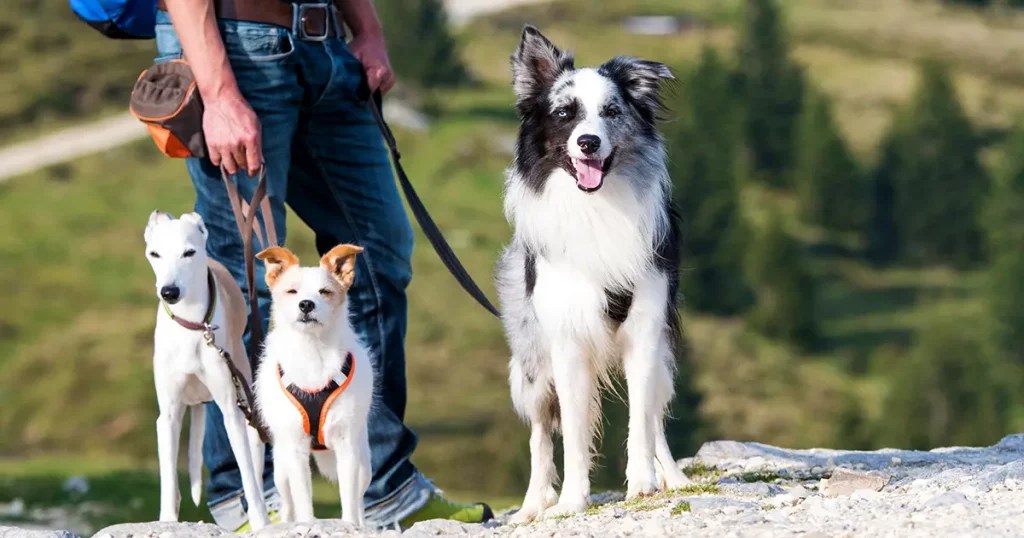 20 Excellent Hiking Dog Names for Your Furry Companion