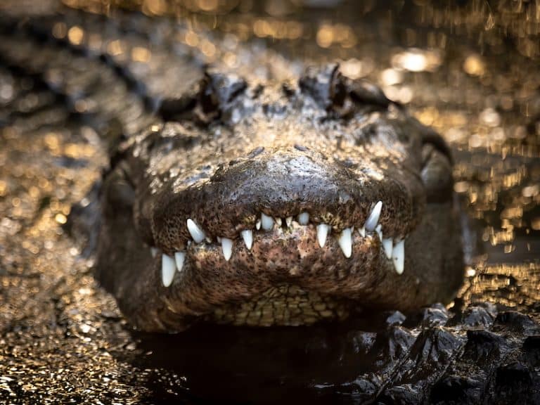Most Dangerous Animals in North America 5 Species to Avoid