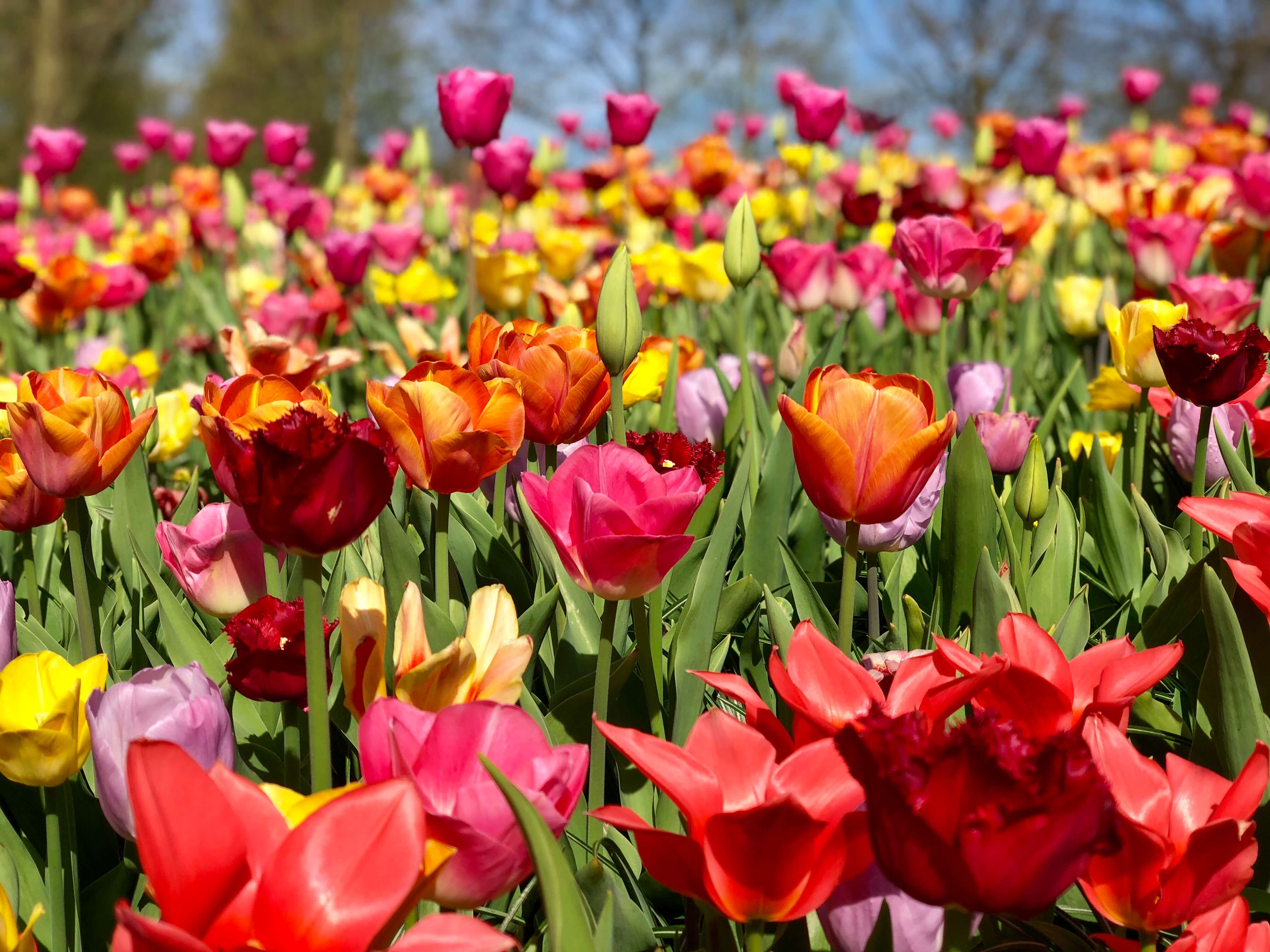 7 Best Things To Do in Amsterdam If You Adore Tulips Travels of Jenna