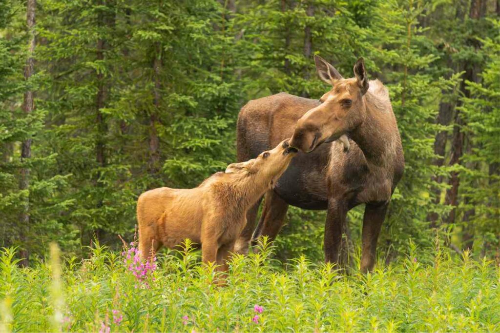 Best Time To See Moose In Maine (Times And Best Locations)