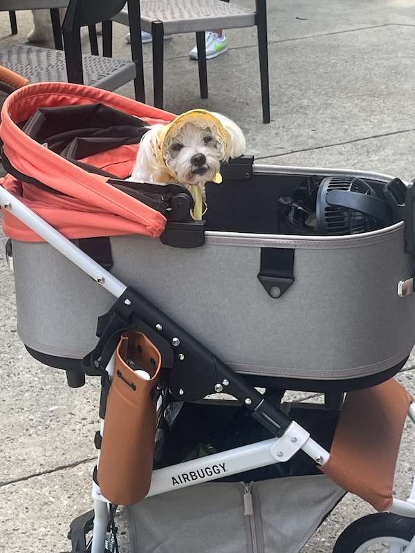 Top Five Dog Stoller Review Travels with Toby