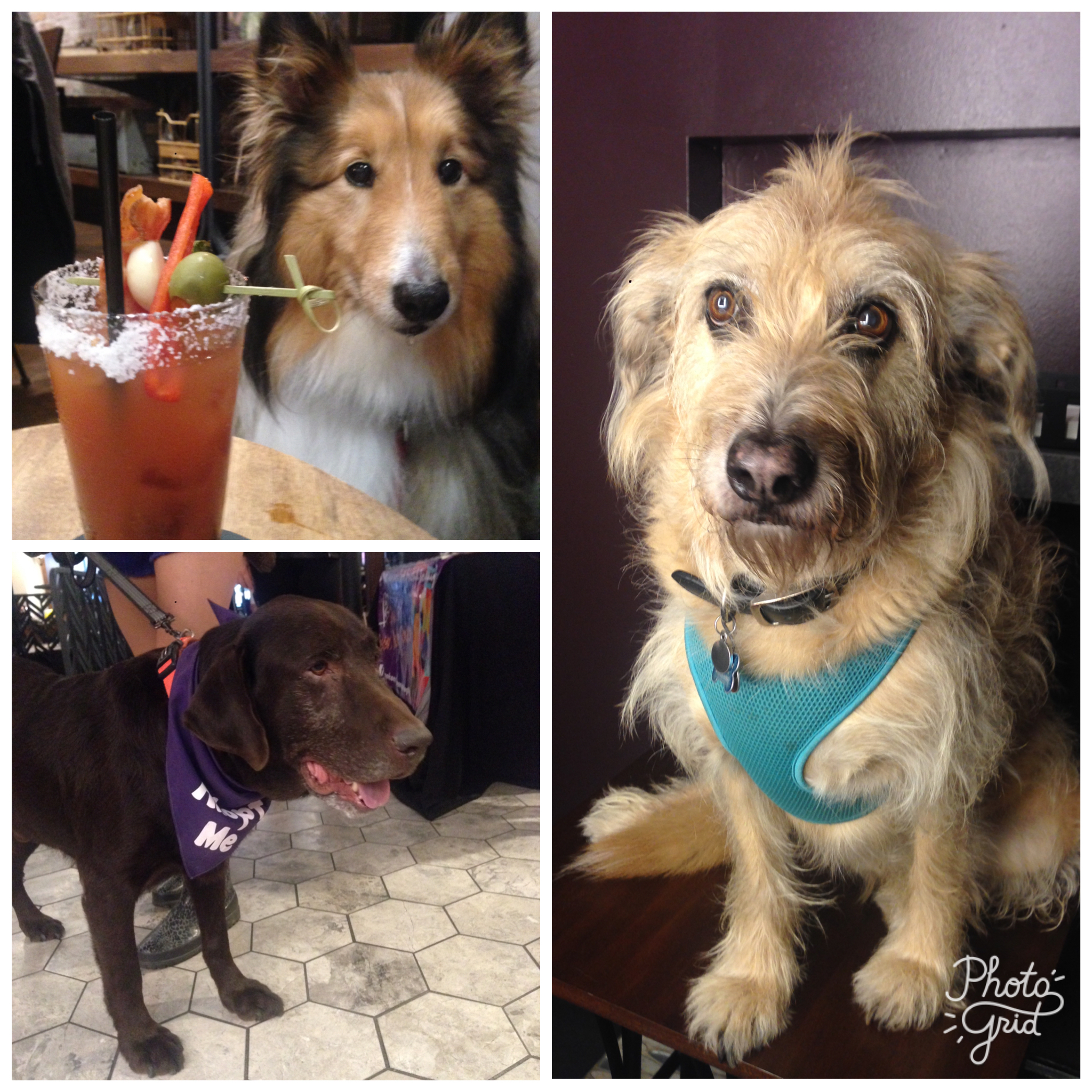 Adopt AND Shop in Dog Friendly Springfield, MO Travel Tails