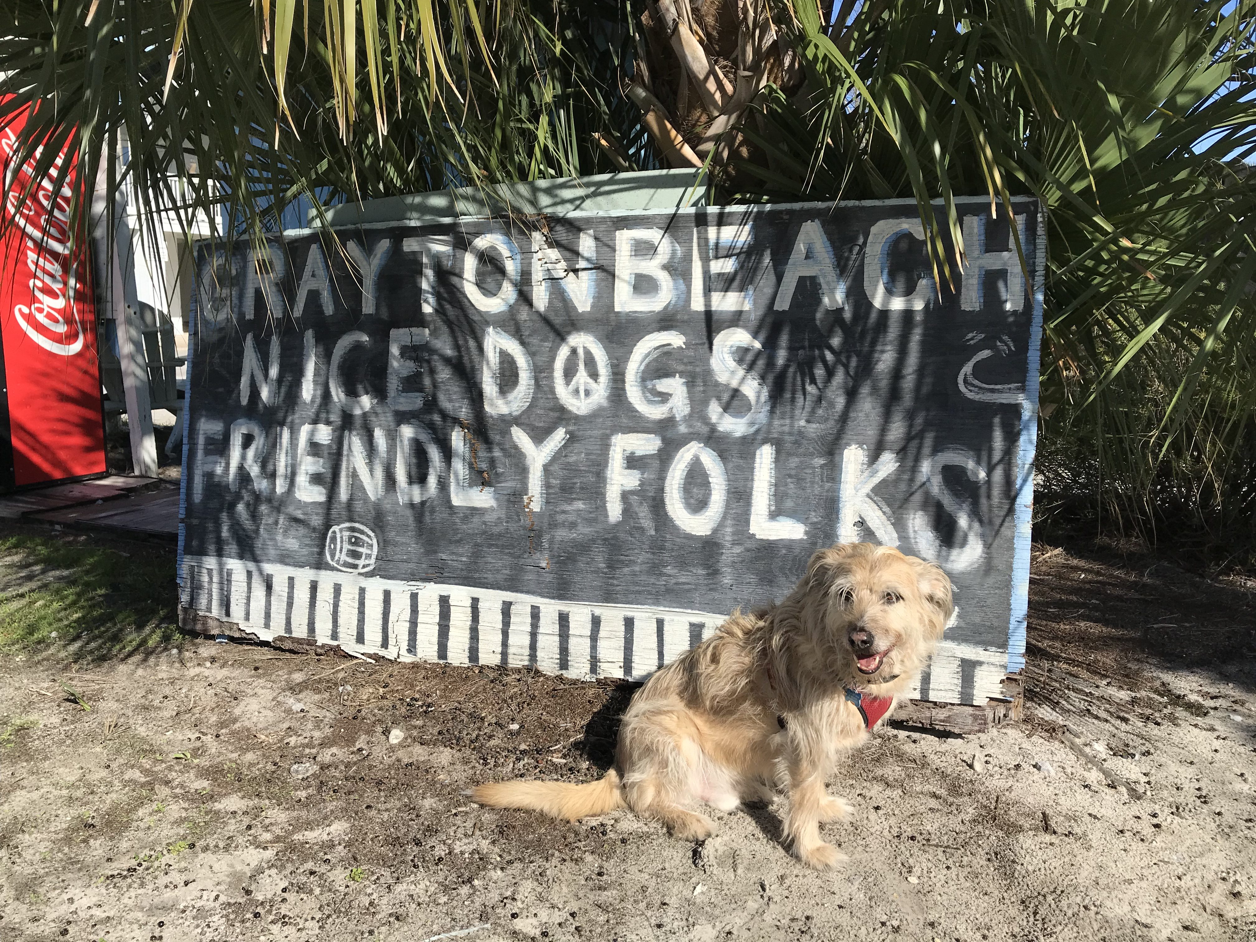 Dog Friendly Beaches Destin Fl Kids Matttroy