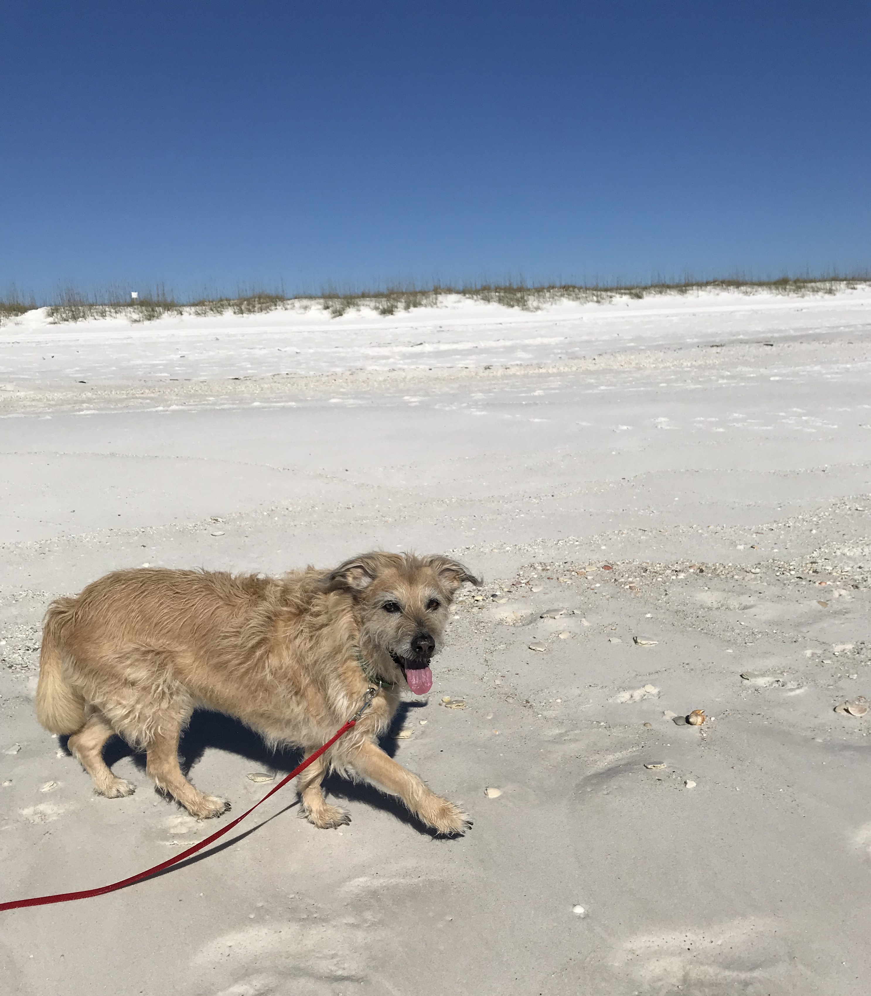 Tips For Enjoying The Beach With Your Dog Travel Tails