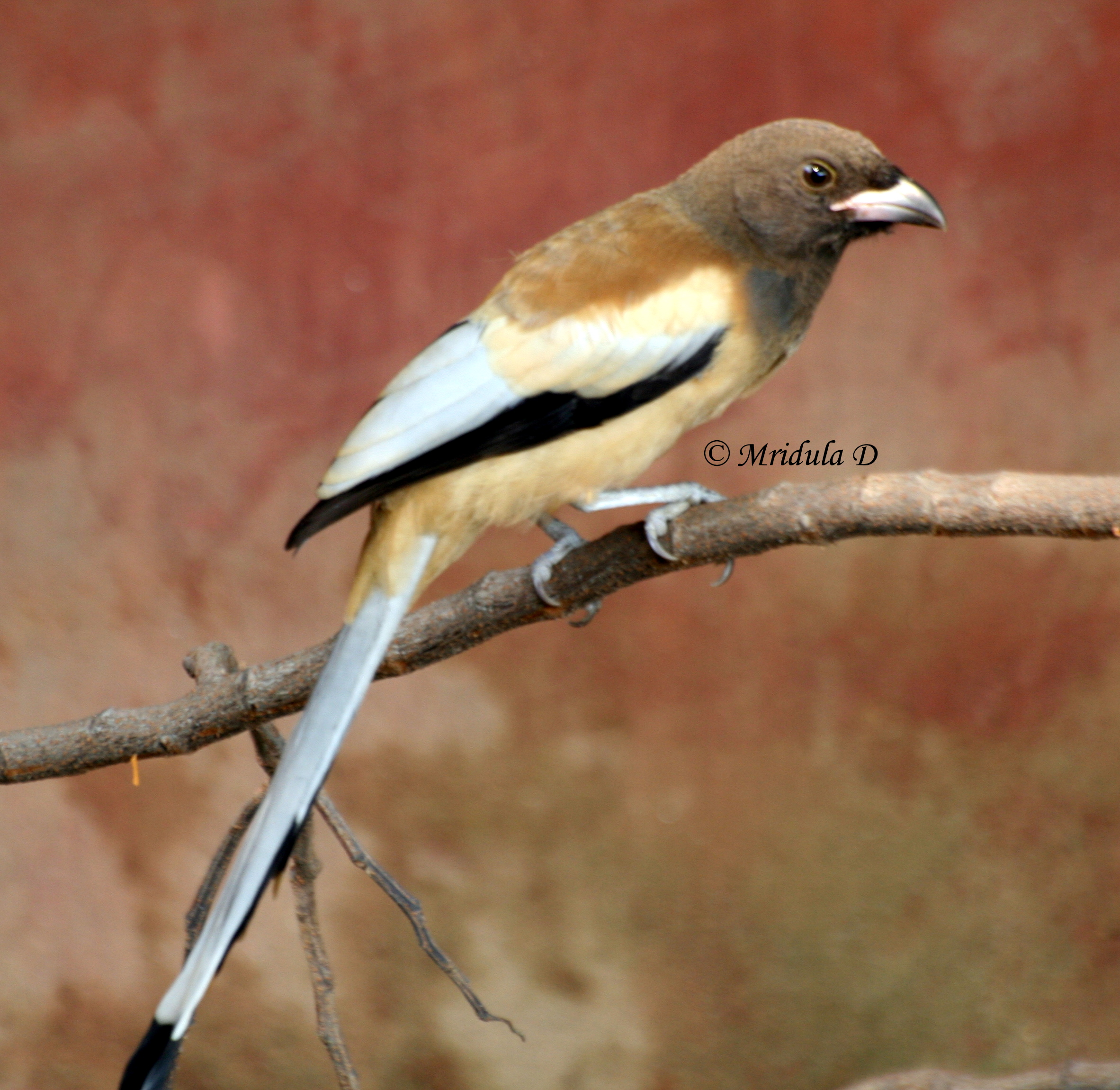 A pie on a tree A common bird in the garden Travel stories from India and other countries