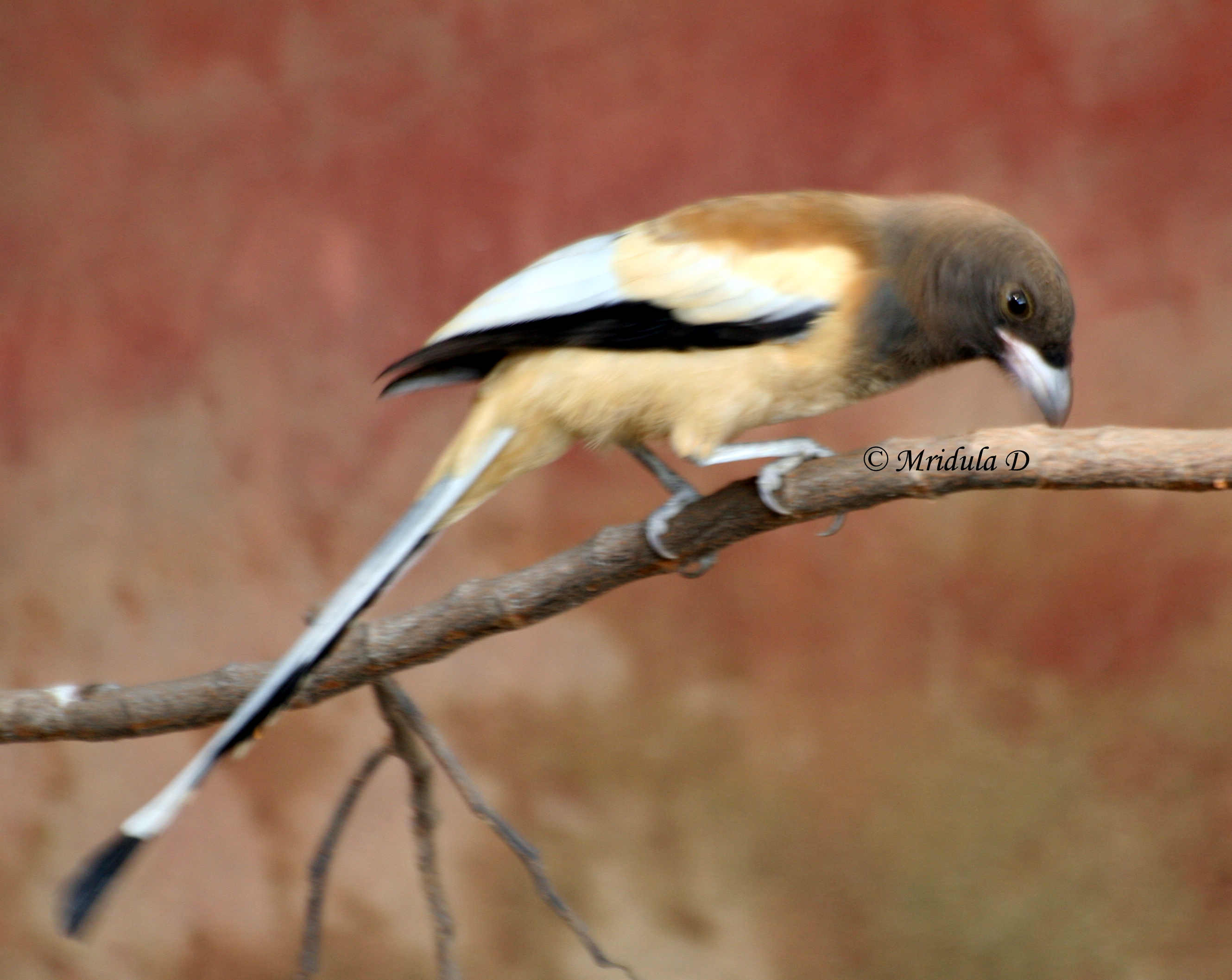 A pie on a tree A common bird in the garden Travel stories from India and other countries