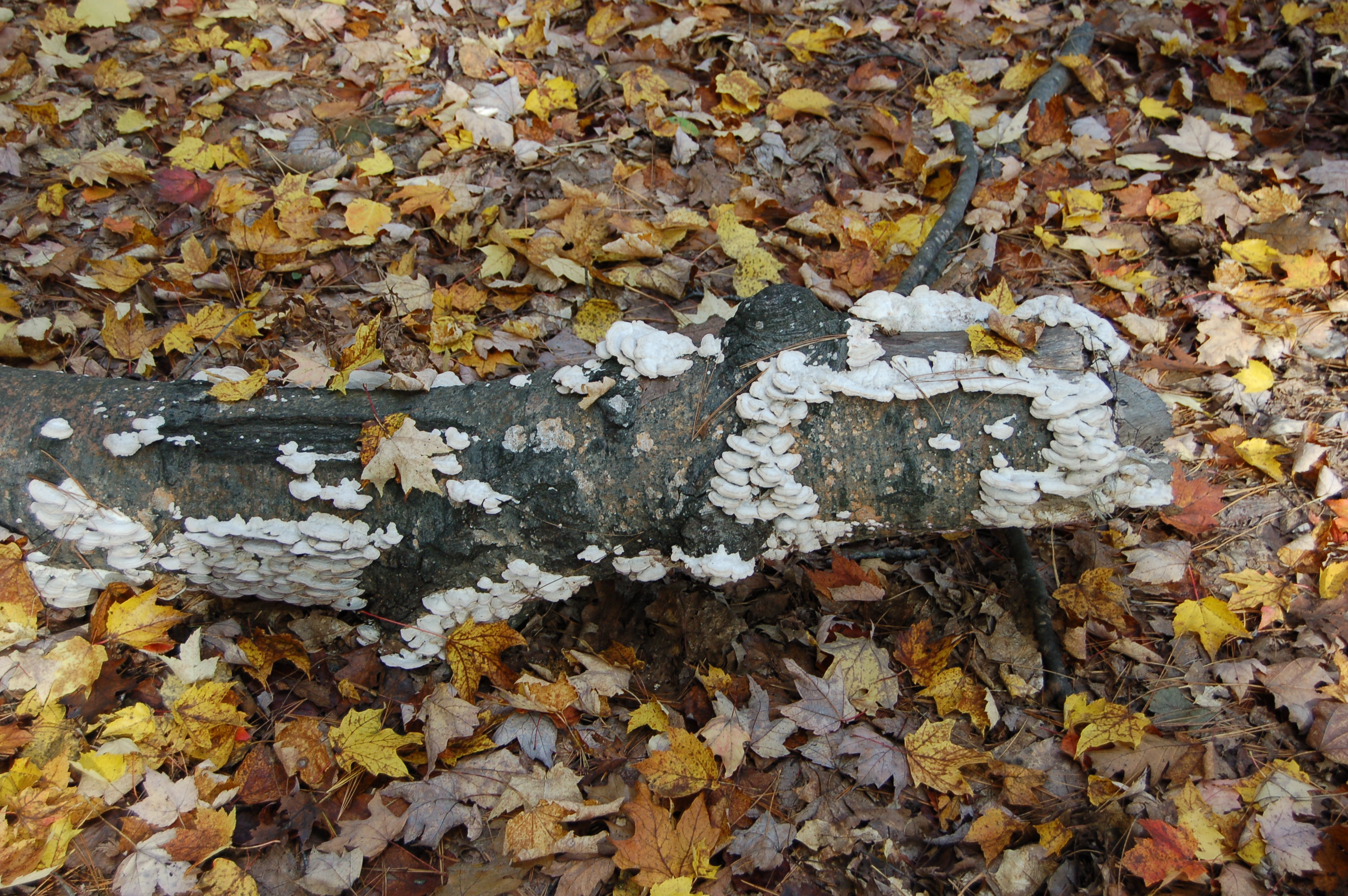 Manistee River High Rollway Stunning Fall Views in Northern Michigan