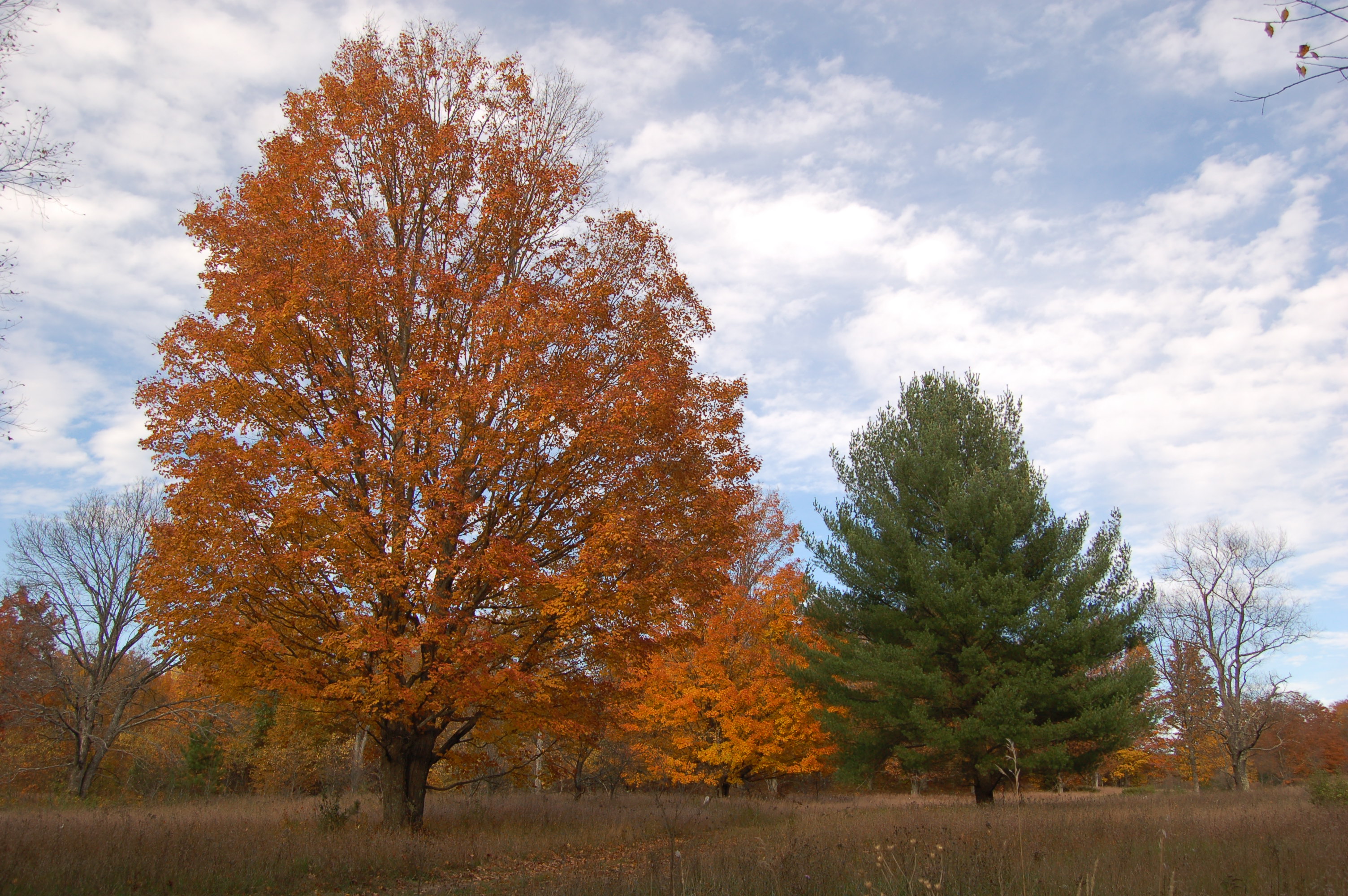 Manistee River High Rollway Stunning Fall Views in Northern Michigan