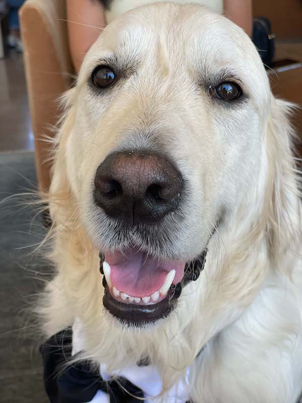 Best Dog Friendly Wineries Paso Robles Ultimate Guide & Tips TTWT