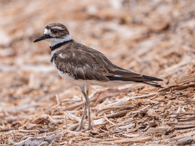 Killdeer (Charadrius vociferus) Travel To Eat