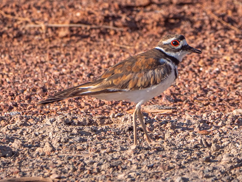 Killdeer (Charadrius vociferus) Travel To Eat
