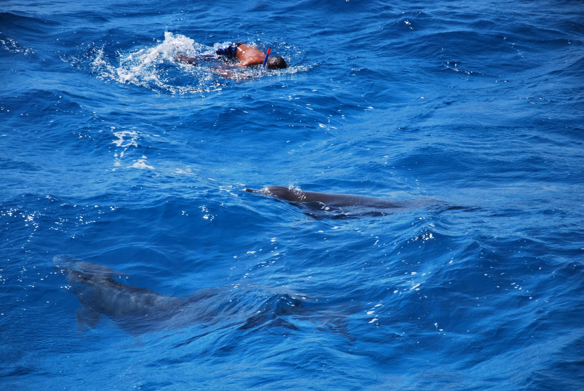 Dolphin House Travex Tour